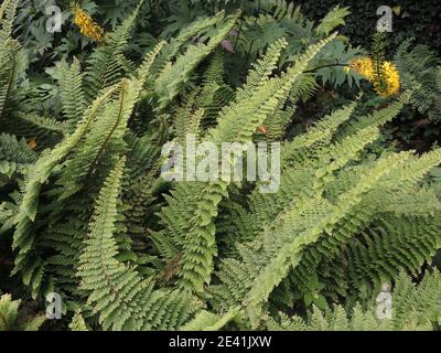 Soft shield fern (Polystichum setiferum 'Plumosum Densum' Polystichum setiferum Plumosum Densum Plumosum Densum cultivar), Banque D'Images
