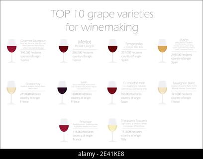 Variétés de raisins pour le vin. Infographie sur la vinification. Illustration vectorielle Illustration de Vecteur