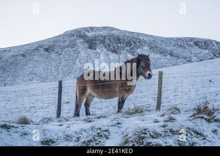 Un poney derrière une clôture au pied d'un côte Banque D'Images