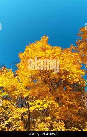 Automne doré. Feuilles d'érable jaune vif contre un ciel bleu clair. Flou partiel. Banque D'Images