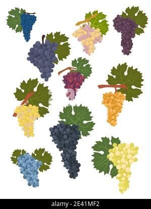 Variétés de raisins pour le vin. Infographie sur la vinification. Illustration vectorielle Illustration de Vecteur