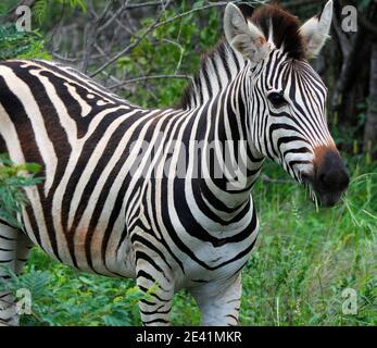 Un zèbre adulte dans le parc Kruger. Banque D'Images