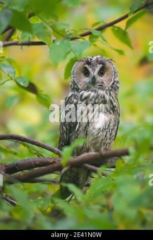 Long-eared Owl (Asio otus / Strix otus) perché dans l'arbre dans la forêt Banque D'Images