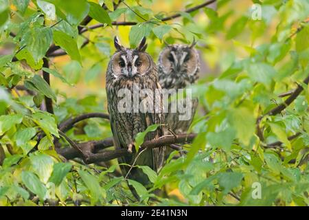 Deux hiboux longs (ASIO otus / Strix otus) perchée dans un arbre en forêt Banque D'Images