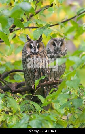 Deux hiboux longs (ASIO otus / Strix otus) perchée dans un arbre en forêt Banque D'Images