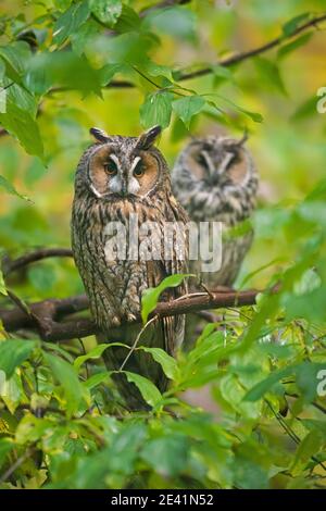 Deux hiboux longs (ASIO otus / Strix otus) perchée dans un arbre en forêt Banque D'Images