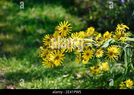 Fleurs sauvages jaunes dans le champ: Un bouquet de fleurs sauvages jaunes comme des fleurs sauvages pendent au-dessus de l'herbe dans un champ par une journée ensoleillée d'été Banque D'Images
