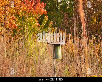 Bird on a Bird House: Un Bluebirds de l'est se trouve au-dessus d'une boîte de nidification de Bluebird lors d'une belle journée d'automne avec une végétation de couleur automnale Banque D'Images