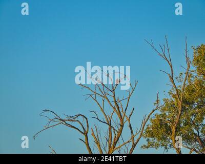 Hawk in Tree Top : un oiseau de proie de cooper est perché en hauteur dans un arbre mort le matin de l'automne avec un ciel bleu clair Banque D'Images