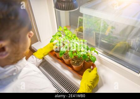 Homme jardinier scientifique en gants tient un plateau avec des pots de semis de légumes cultivés sous éclairage artificiel dans une serre Banque D'Images