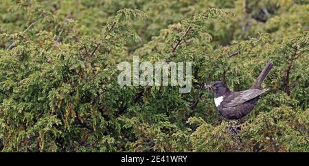 Anneau de l'ouzel, Turdus torquatus, collecte de nourriture pour les poussins Banque D'Images