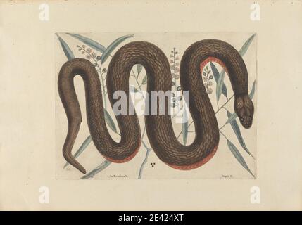 Imprimé par Workshop de Mark Catesby, 1682â€"1749, British, an Reinoides &c., Anguis &c. (The Copper-Belly Snake), planche 46 de la « Natural History of Carolina, Florida and the Bahama Islands », volume I, 2e édition, Londres, 1754, 1754. Gravure et gravure de ligne avec coloration à la main en aquarelle sur papier moyen, légèrement texturé, crème. Art animal, serpent Banque D'Images