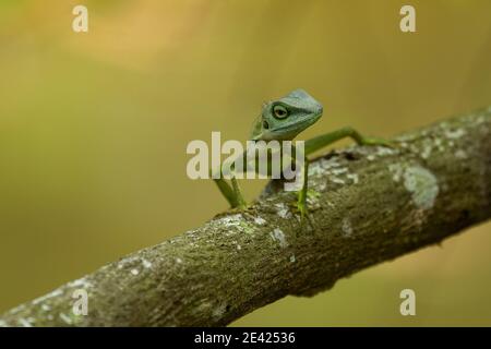 Green Crested Lizard à Singapour Banque D'Images