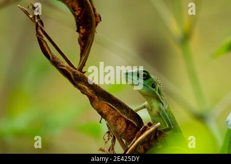 Green Crested Lizard à Singapour Banque D'Images