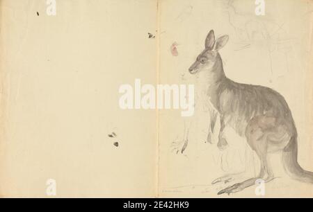 James Sowerby, 1756â€"1822, Britannique, deux kangourous avec détails, non daté. Aquarelle sur graphite sur papier de vélin crème modérément épais, légèrement texturé. Art animal, kangourous Banque D'Images