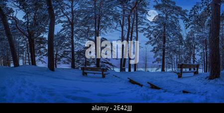 Scène de forêt de pins enneigée avec bancs en bois dans une lumière de lune la nuit étoilée. Vue panoramique sur la forêt de conifères près de la côte de mer Banque D'Images