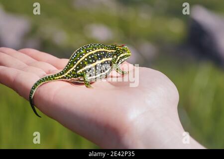 Campan caméléon à petits joyaux - Furcifer campani - reposant sur la main blanche de l'homme. Les caméléons sont endémiques à Madagascar et peuvent être vus à Andringitra Nat Banque D'Images