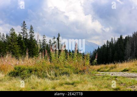 Paysage d'automne de la glade de montagne avec des fleurs d'herbes rouges (Chamaenerion angustifolium) et de l'herbe sèche sur la glade de de Rowien Waksmundzka. Banque D'Images
