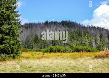 Couleurs d'automne Médaow dans les montagnes Tatra avec des pins et des spruces, et l'herbe jaune sèche sur le Robien Waksmundzka Glade, Pologne. Banque D'Images