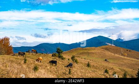 Un troupeau de vaches tombe sur un inondé de lumière du soleil et mange de l'herbe sur fond de la nature de Les Carpates et le ciel Banque D'Images