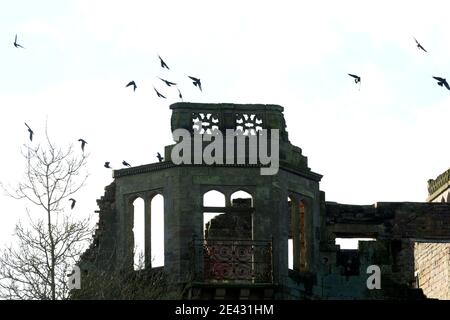 Jackdaws survolant les ruines de Guy's Cliffe House, Warwick, Warwickshire, Angleterre, Royaume-Uni Banque D'Images