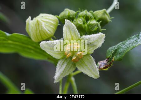 Bryonia dioica, connu sous les noms communs bryony rouge et bryony blanc, également mandrake anglais ou sceau pour femmes. , photo magnifique Banque D'Images