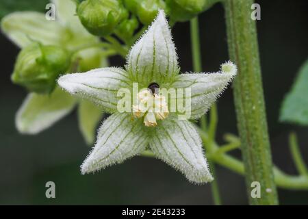 Bryonia dioica, connu sous les noms communs bryony rouge et bryony blanc, également mandrake anglais ou sceau pour femmes. , photo magnifique Banque D'Images