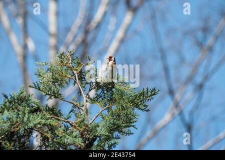 Le finin doré européen ou simplement le finin doré (Carduelis carduelis), est un petit oiseau de passereau de la famille des finch originaire d'Europe, l'AF du Nord Banque D'Images