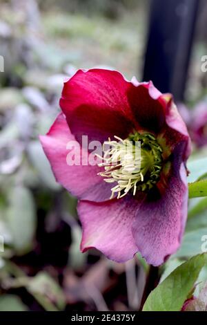 Hellebore x hybridus Violet hellebore unique avec freckles pourpres et pétales ronds pointés, janvier, Angleterre, Royaume-Uni Banque D'Images