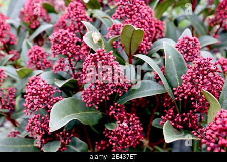 Skimmia japonica ‘Rubella’ Skimmia Rubella – boutons de fleurs rouge foncé et grandes feuilles de similicuir, janvier, Angleterre, Royaume-Uni Banque D'Images