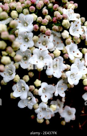 Viburnum x burkwoodii ‘Anne Russell’ Arrowwood Anne Russell – petits amas de fleurs blanches très parfumées, janvier, Angleterre, Royaume-Uni Banque D'Images