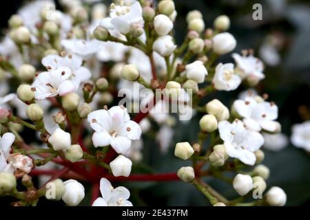 Viburnum x burkwoodii ‘Anne Russell’ Arrowwood Anne Russell – petits amas de fleurs blanches très parfumées, janvier, Angleterre, Royaume-Uni Banque D'Images