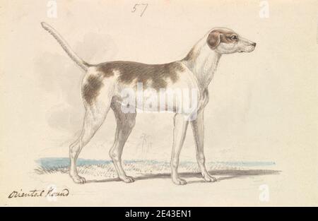 Charles Hamilton Smith, 1776â€"1859, Belge, Oriental Hound, ca. 1837. Aquarelle, encre à plumes et brunes et encre grise et graphite sur papier moyen, légèrement texturé, crème, vélin. Art animal Banque D'Images