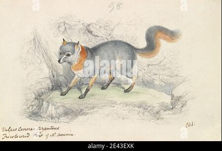 Charles Hamilton Smith, 1776â€"1859, Belge, Grey Fox, ca. 1837. Aquarelle, stylo et encre noire, encre bleue, encre rouge et graphite sur papier vélin légèrement épais, légèrement texturé, blanc. Art animal Banque D'Images