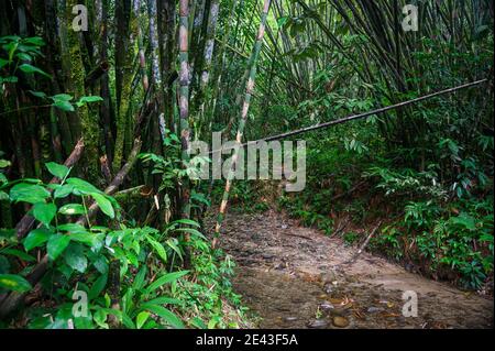 Chemin à travers une forêt de bambou en Malaisie Banque D'Images