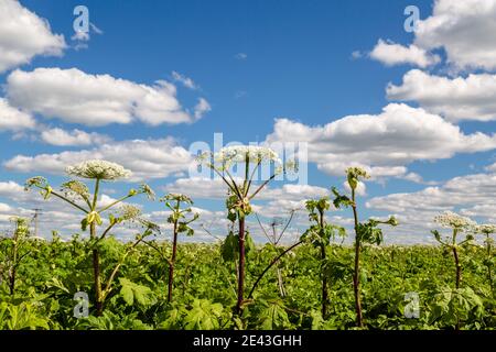 Heracleum Sosnowskyi contient l'allergène toxique intense furanocoumarine Banque D'Images