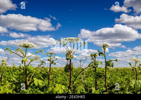 Heracleum Sosnowskyi contient l'allergène toxique intense furanocoumarine Banque D'Images