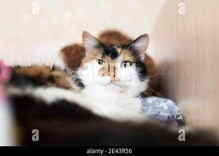 Un chat tricolore repose sur le lit. Photo de haute qualité Banque D'Images