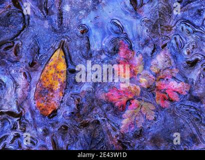 Abstraction rapprochée du biofilm du marais où plusieurs des feuilles d'arbres à proximité sont tombées Banque D'Images