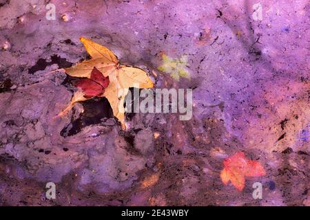 abstraction rapprochée du biofilm du marais où plusieurs feuilles d'arbres proches sont tombées. Banque D'Images