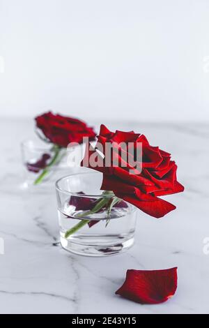 Fleurs fraîches boutons rouges de fleurs de rose dans des verres avec de l'eau disposée sur une table en marbre avec des pétales contre du blanc arrière-plan Banque D'Images