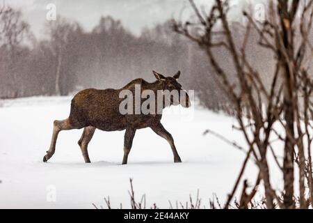 Vue latérale sur le wapiti brun sauvage marchant le long de la prairie enneigée En bois d'hiver en Norvège Banque D'Images