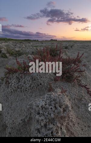 Red Salicornia europaea plante poussant dans le désert sec sous ciel ensoleillé en été Banque D'Images