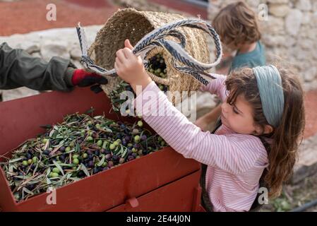 Vue latérale d'une adorable petite fille vidant le panier en osier plein d'olives noires et vertes fraîchement récoltées dans un contenant en métal en campagne Banque D'Images