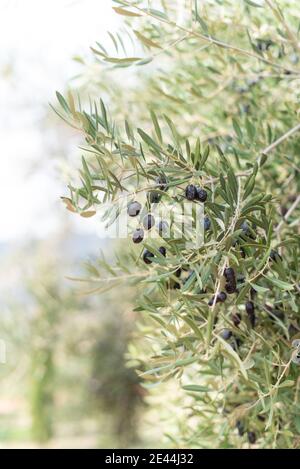 Olives noires mûres poussant sur l'arbre avec des feuilles vertes fraîches le jour ensoleillé dans le jardin Banque D'Images