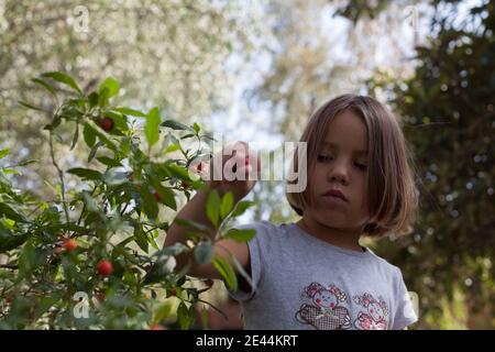 Petite fille attentionnée avec des cheveux blonds cueillant des baies rouges mûres du bush en étant dans le jardin par beau temps Banque D'Images