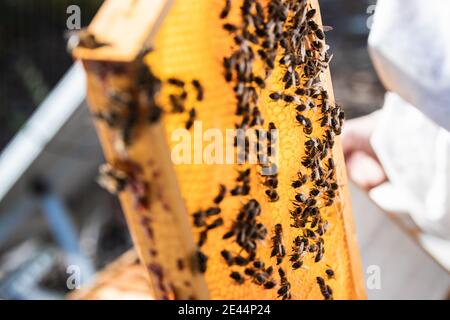 De dessus de gros plan de nid d'abeille dans cadre en bois avec beaucoup abeilles le jour ensoleillé dans l'apiaire Banque D'Images