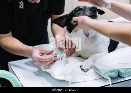 Crop anonyme vétérinaire injection anesthésie et la préparation de chien molletonné pour opération avec un collègue dans la salle médicale Banque D'Images