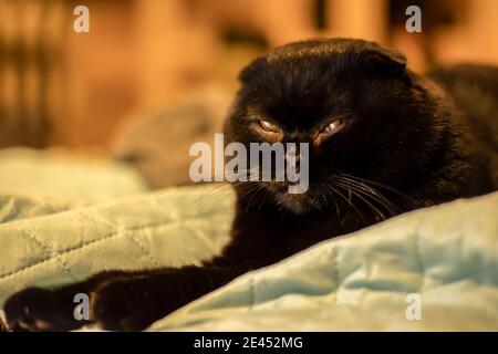 Chat noir avec les yeux bruns rétrécis sur le lit Banque D'Images