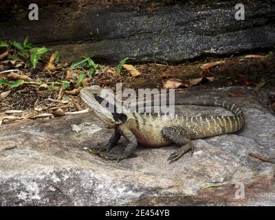 Dragon de l'eau sur un sentier dans les plages de Sydney Banque D'Images